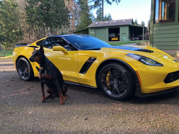 Car with Athena - yes, my 105lb Dobie rides shotgun with me! She's a service dog who helps out her wheelchair using owner!