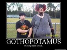 gothapotamus