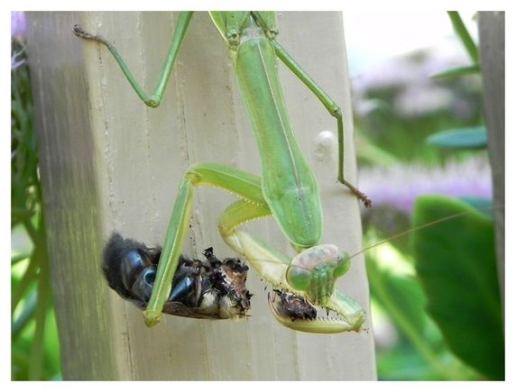 mantis07