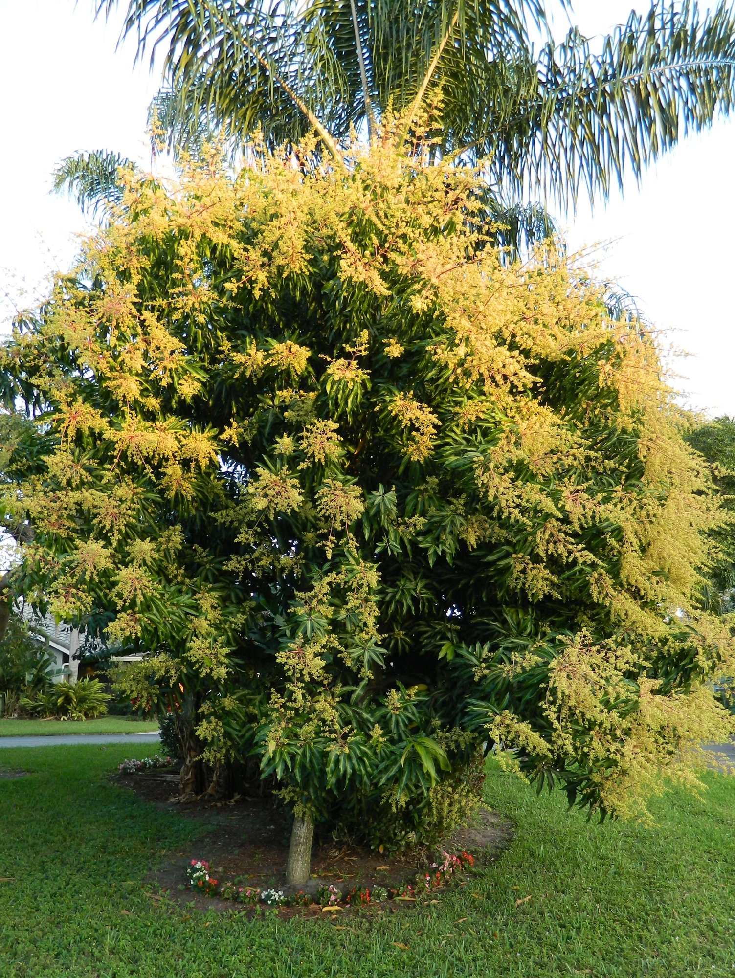 Mango Tree in full bloom. Shou... photo by JambaJungle on Garden Showcase