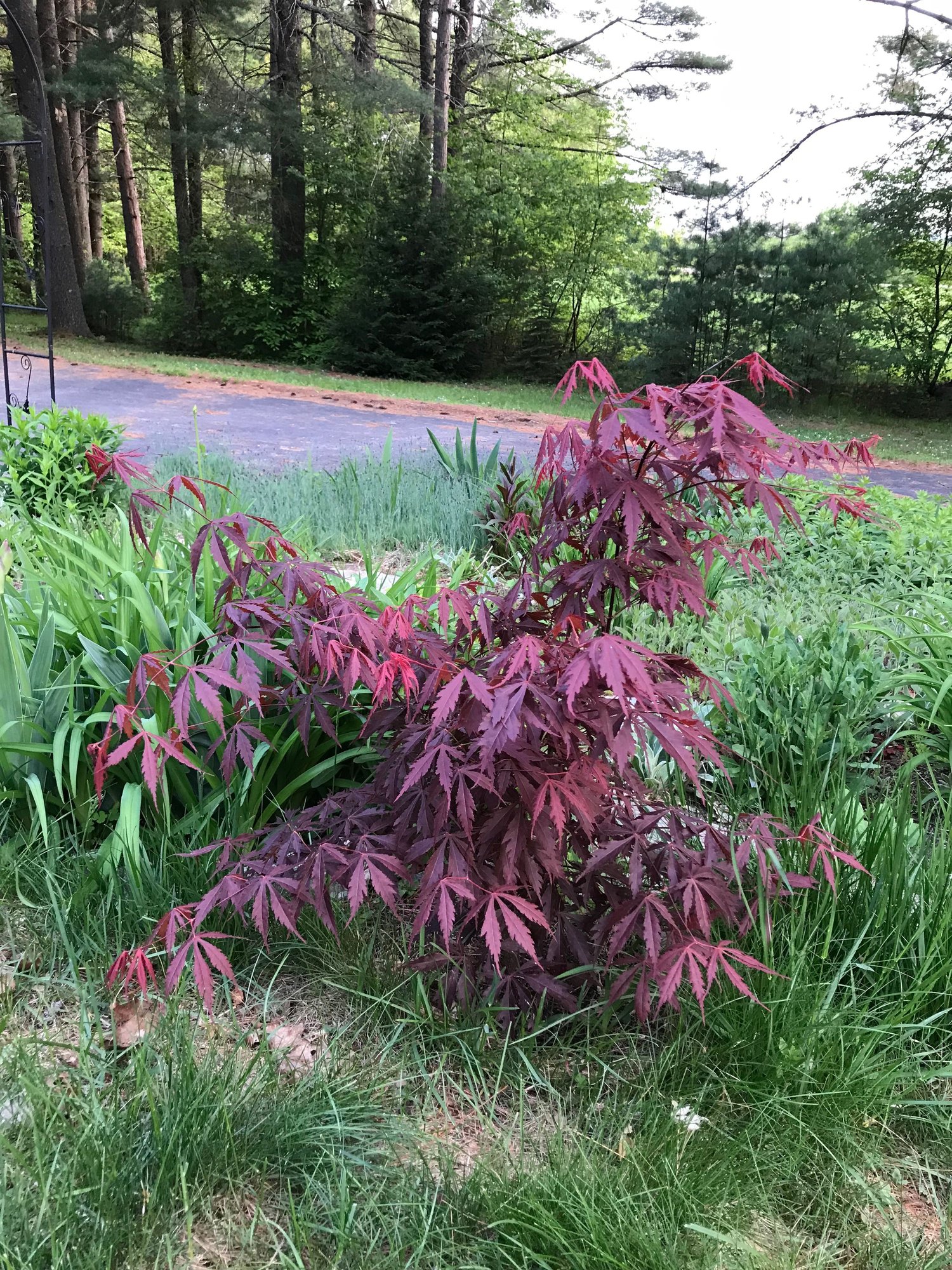 This Is A Japanese Maple Tree Seedling That Has Been This Is A Japanese Maple Tree Seedling That Has Been