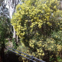 Native Wattle with a ghost Gum