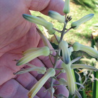 Aloe zebrina yellow- my garden