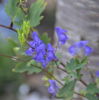 Aconitum uncinatum is a late bloomer for me.