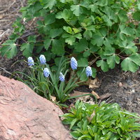 April 27th Muscari aucheri 'Blue Magic' is going on it's third full week of being in bloom.