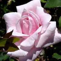Hybrid Tea Rose 'La France' bred by Guillot, France 1867