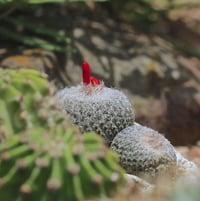 Epithelantha micromeris Button Cactus