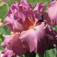 'Prestige Item'   .. Tall Bearded Iris ..photo taken in May 2014 - or -'Her Royal Highness' ?
