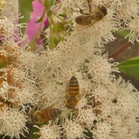 Shrubby Boneset (Ageratina havanensis)