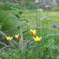 Tulipa clusiana var. chrysantha and Texas Toadflax (Nuttallanthus texanus)