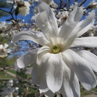 magnolia 'Royal Star'