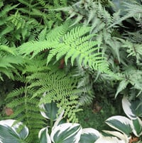 back garden: ferns, hosta 'Blue Ivory'
