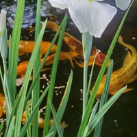 White Japanese Iris in the Koi Pond