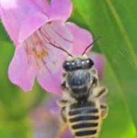 Megachile species         Digger Bee