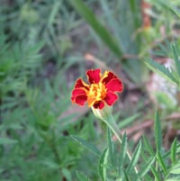 Gifted seeds - Marigold - either French or African -- any ideas ?
