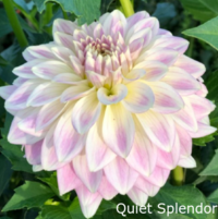 Quiet Splendor;  5-6"/5ft Stellar Pinwheel purple/lavender/white Prolific.