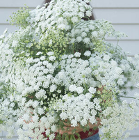 Ammi, White Dill:  A must for cut-flower mixed bouquets.Free-flowering plants bear a multitude of lacy flower heads 5–6" across. Flowers can be dyed in an assortment of colors. Also known as false Queen Anne's lace, lace flower, false bishop's weed