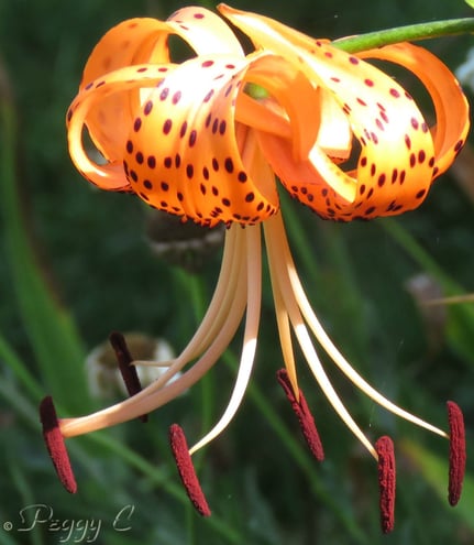 Tiger Lily - on a sunny day