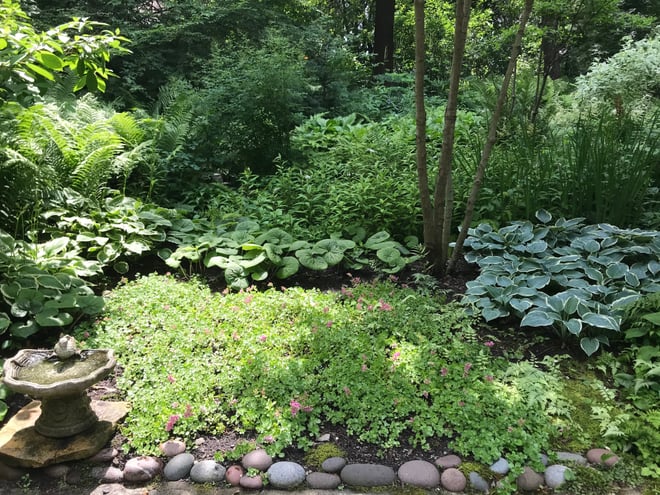 Back garden (Sedum 'John Creech,' Canadian ginger, hosta 'El Nino'