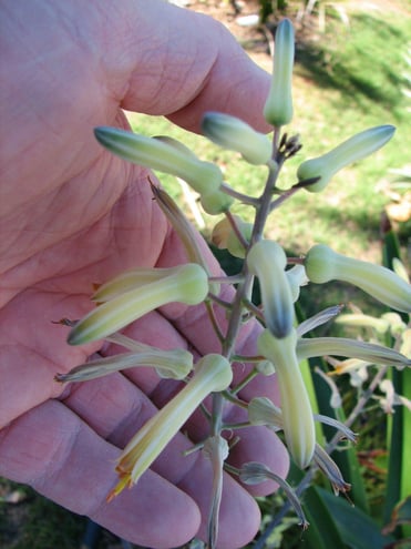 Aloe zebrina yellow- my garden
