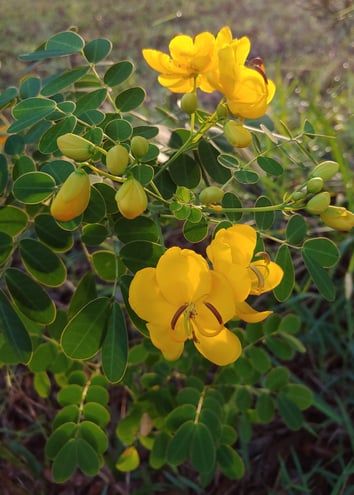 Cassia Bicapsularis is a plant in the fabaceae family.  It is a host plant for sulfur butterflies.