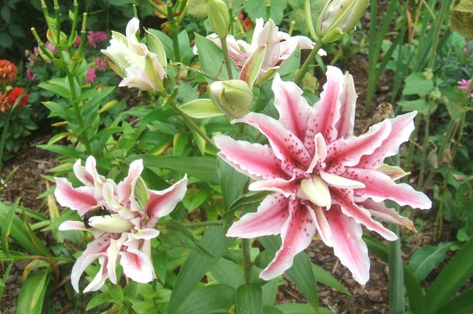 Magic Star double oriental lilies