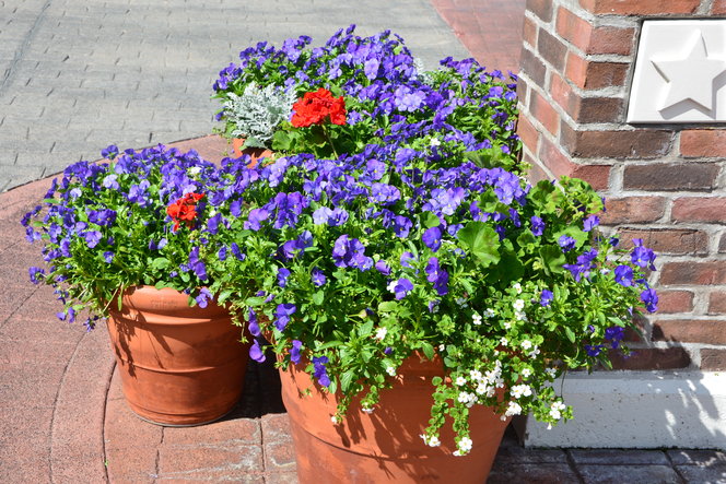 Red, white and blue planters outside American display.