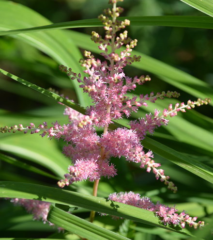 6.20.13 Astilbe x arendsii in bloom.