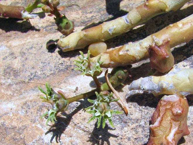 Euphorbia verruculosa