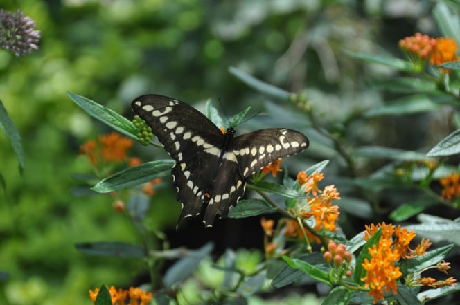 Giant Swallowtail was only the second butterfly to visit the butterfly weed all season as it grew in the front garden