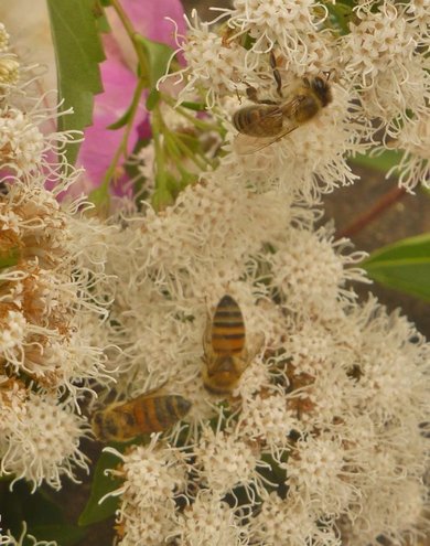 Shrubby Boneset (Ageratina havanensis)