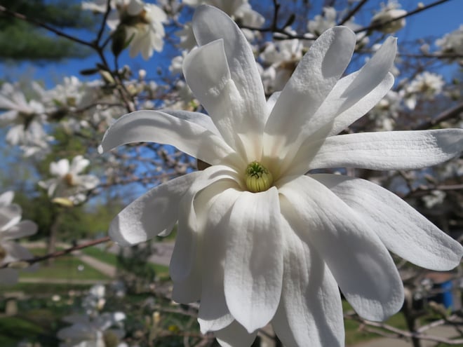magnolia 'Royal Star'
