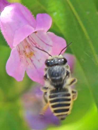 Megachile species         Digger Bee
