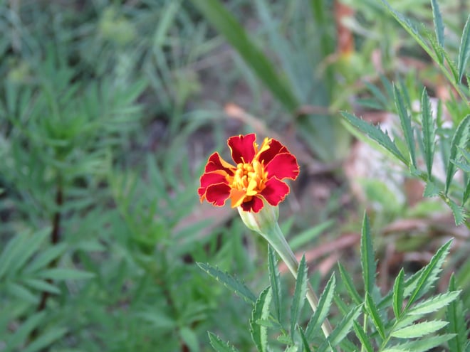 Gifted seeds - Marigold - either French or African -- any ideas ?