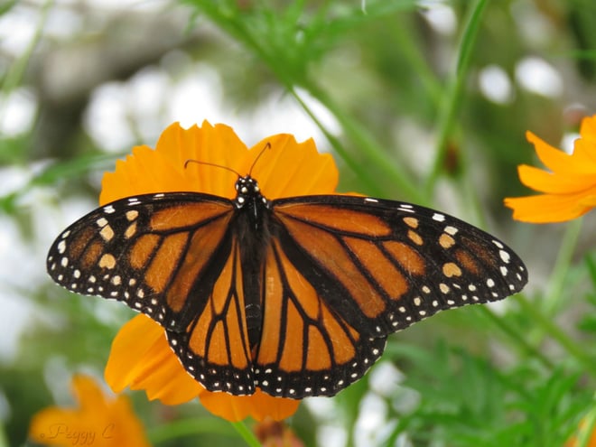 Monarch (f) Danaus plexippus - 1st one seen in 2016 - nectaring on orange Cosmos