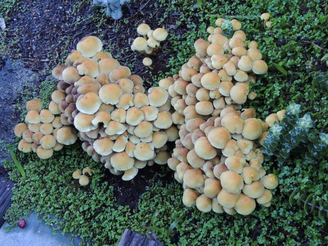 even the mushrooms look great in this yard