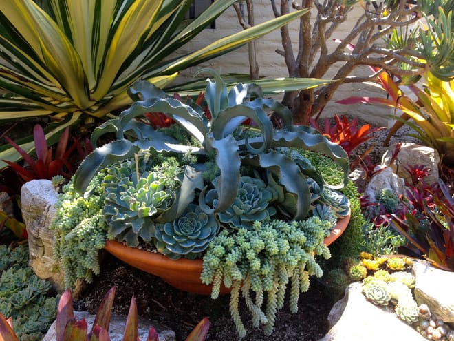 another nice succulent display