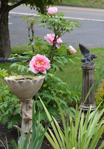 5.11.13 The rain weighted down the large flowers on my Paeonia suffruticosa Pink.