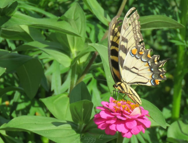 On a Zinnia ..ETS .. wings showing signs of age...