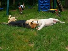 Zoey &amp; Dozer