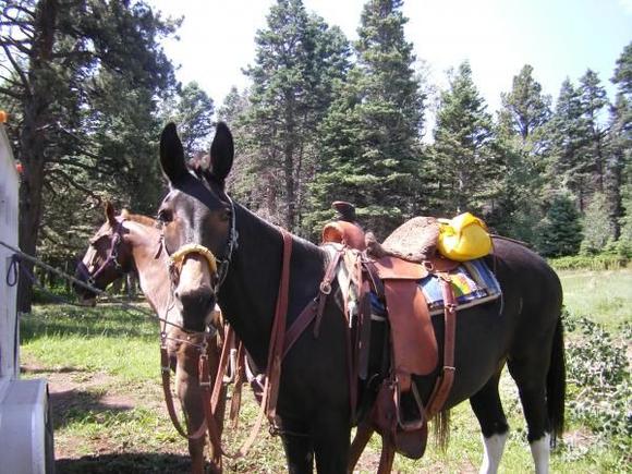 Who needs horsepower, i got MULEpower!!!