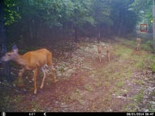 Same trail camera, with a pic taken a few days after blind placed. This Cam is about 5 yards in front of the blind and facing back out. The Red square is where another trail cam is placed, facing back