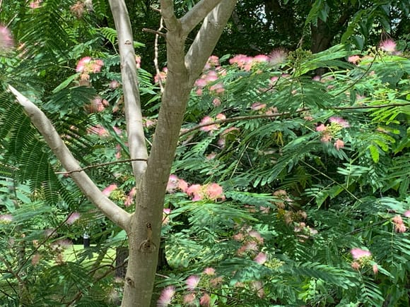 Mimosa trees are starting to bloom. They are messy and invasive but sure are purdy! Another week and they will be swarming with black swallowtail butterflies.
