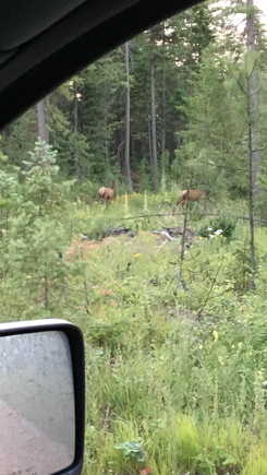 A couple cow elk crossing the road