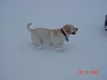 Maverick, enjoying a fresh coating of snow.