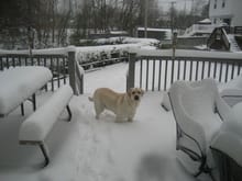 Maverick enjoying the blizzard.