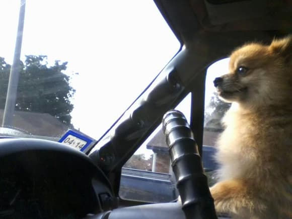 My little dog pancho driving the truck! Lol