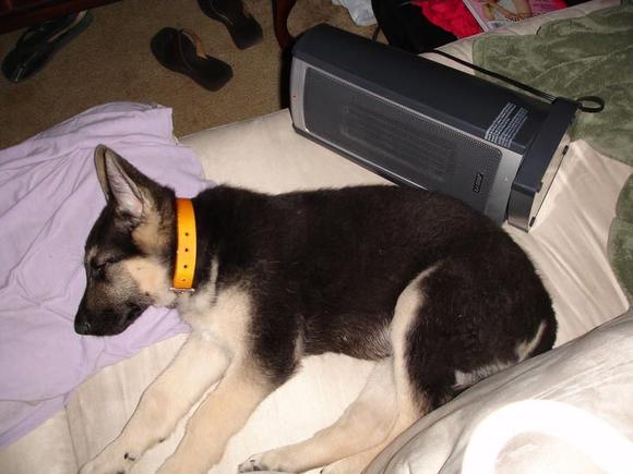 3 months old, sleeping after a hard day of work.