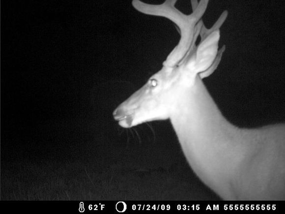 buck decided he wanted a closeup taken