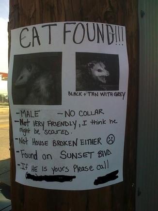 cat found